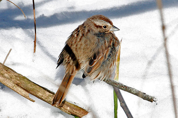 Song Sparrow (Melospiza melodia)