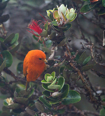 ʻAkepa (Loxops coccineus) Male
