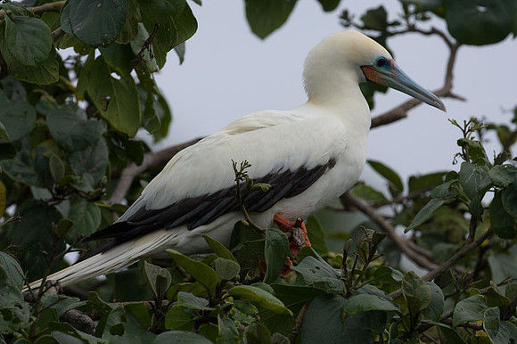 Red-footed Booby (Sula sula) white morph
