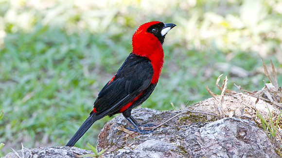 Masked Crimson Tanager (Ramphocelus nigrogularis)