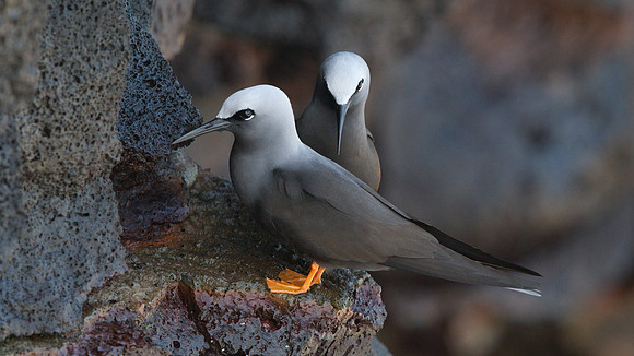 Hawaiian Black Noddy (Anous minutus melanogenys)