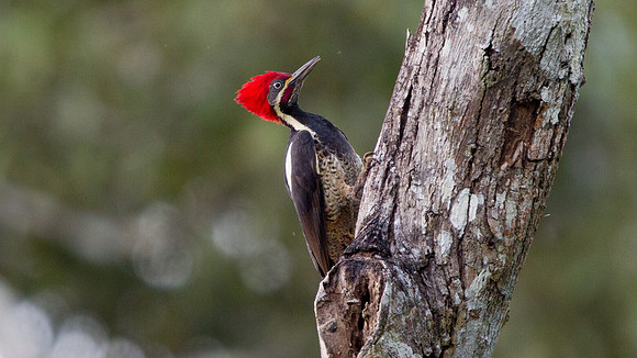 Lineated Woodpecker (Dryocopus lineatus) Male