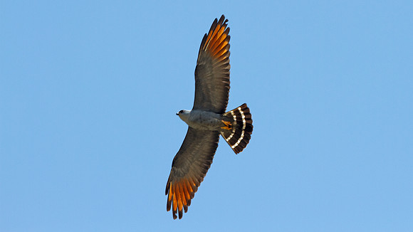 Plumbeous Kite (Ictinia plumbea)