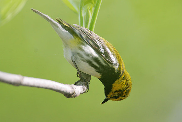 Black-throated Green Warbler (Dendroica virens)