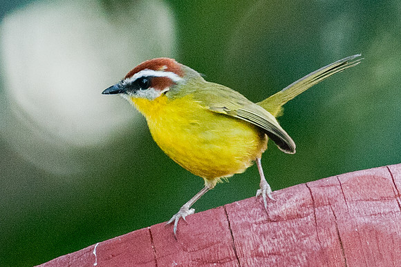 Rufous-capped Warbler (Basileuterus rufifrons)