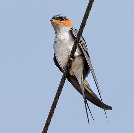 Crested treeswift (Hemiprocne coronata)