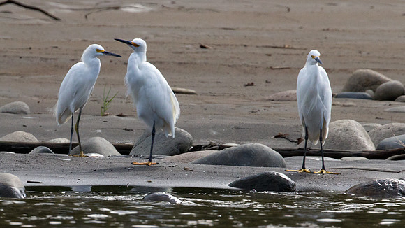 Snowy Egret (Egretta thula)