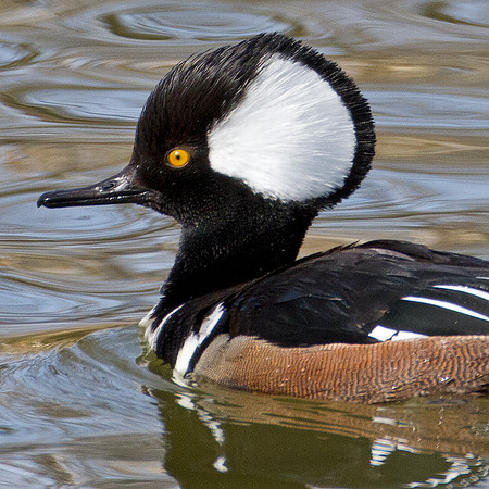 Hooded Merganser (Lophodytes cucullatus) male