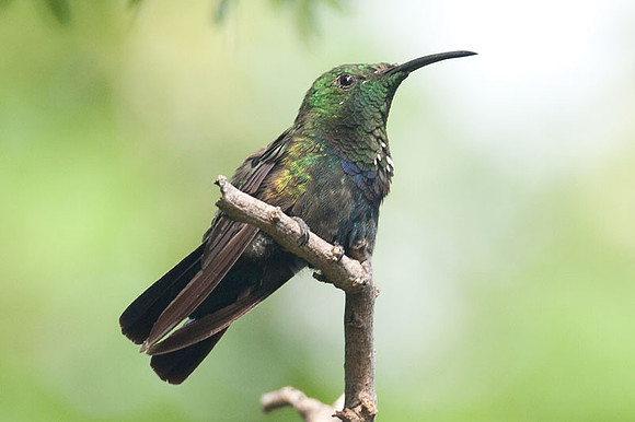 Green-throated Carib (Eulampis holosericeus)