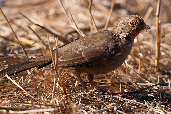 California Towhee (Melozone crissalis)