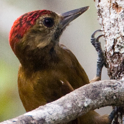 Smoky-brown Woodpecker (Picoides fumigatus)
