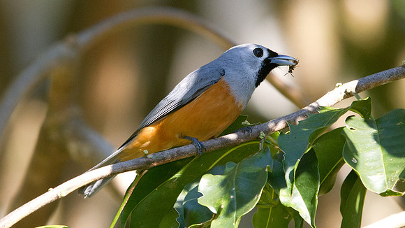 Black-faced monarch (Monarcha melanopsis)