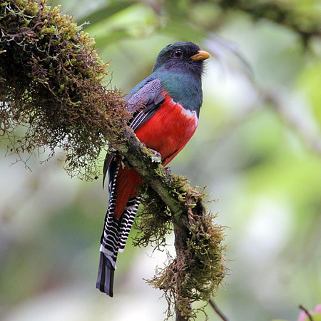 Collared Trogon (Trogon collaris)