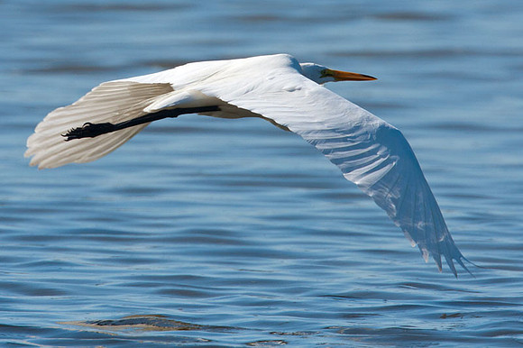 Great Egret (Ardea alba) also known as Great White Egret, Common Egret