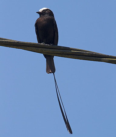 Long-tailed Tyrant (Colonia colonus)