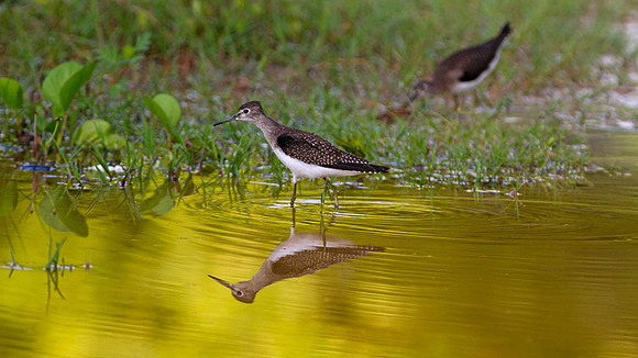 Solitary Sandpiper (Tringa solitaria)