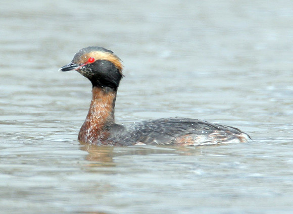 Horned Grebe (Podiceps auritus) breeding plumage; also known as Slavonian Grebe