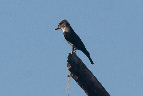 Tropical Pewee (Contopus cinereus)