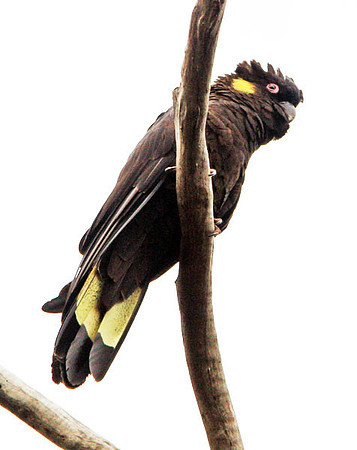 Yellow-tailed Black Cockatoo (Calyptorhynchus funereus)