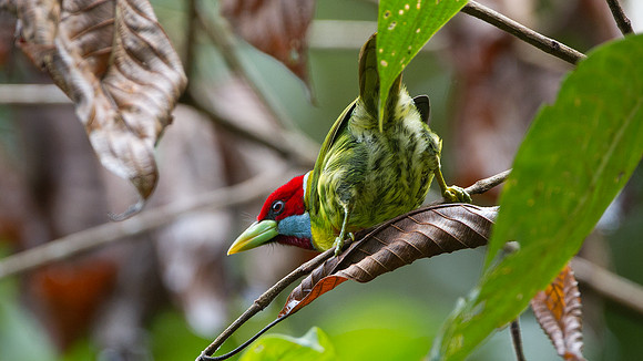 Versicoloured Barbet (Eubucco versicolor)