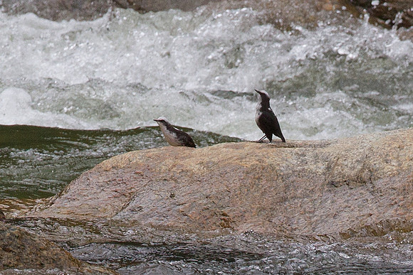 White-capped Dipper (Cinclus leucocephalus)