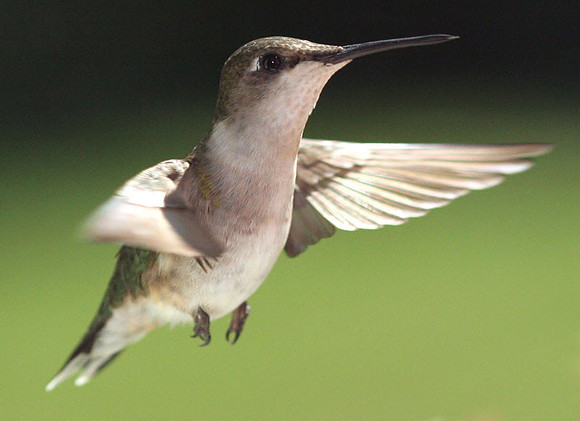 Ruby-throated Hummingbird (Archilochus colubris) female