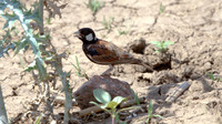 Chestnut-backed Sparrow-Lark (Eremopterix leucotis)