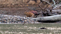 Capybara (Hydrochoerus hydrochaeris)
