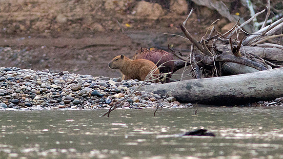 Capybara (Hydrochoerus hydrochaeris)