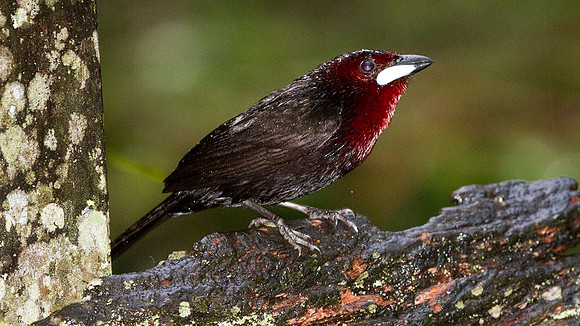 Silver-beaked Tanager (Ramphocelus carbo)