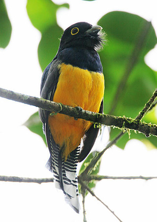 Violaceous Trogon (Trogon violaceus) male