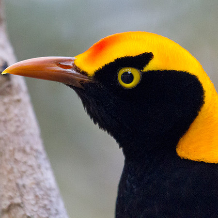 Regent bowerbird (Sericulus chrysocephalus) Male