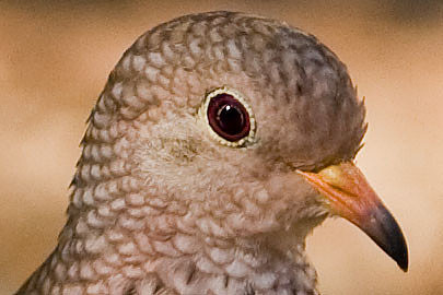 Common Ground Dove (Columbina passerina)