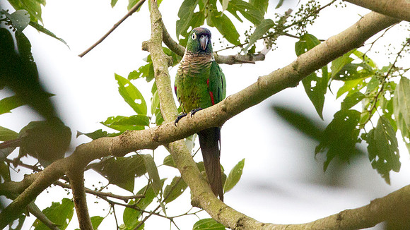 Maroon-tailed Parakeet (Pyrrhura melanura)