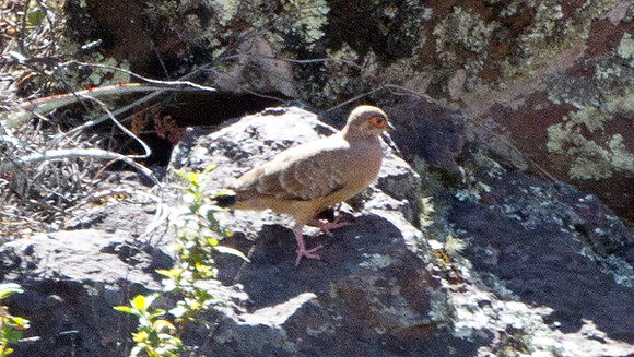 Bare-faced Ground Dove (Metriopelia ceciliae)