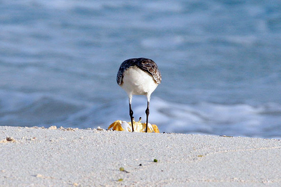 Black Bellied Plover (Pluvialis squatarola) also known as Grey Plover