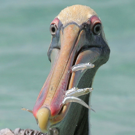 Brown Pelican (Pelecanus occidentalis)