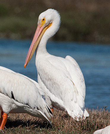 American White Pelican (Pelecanus erythrorhynchos)