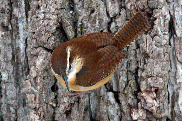 Carolina Wren (Thryothorus ludovicianus)
