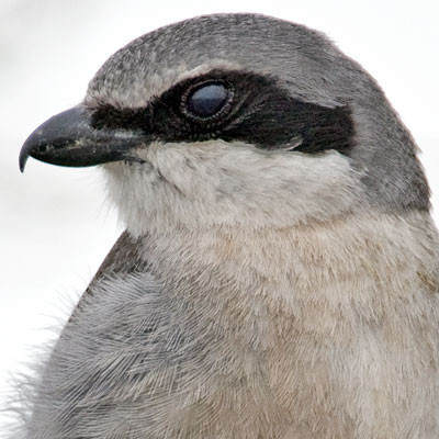 Loggerhead Shrike (Lanius ludovicianus)