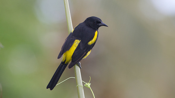 Hispaniolan Oriole (Icterus dominicensis)