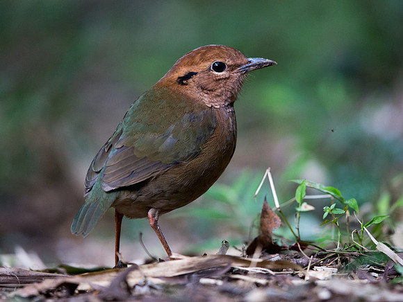 Rusty-naped pitta (Hydrornis oatesi) Male