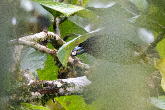 Orange-fronted Barbet (Capito squamatus)