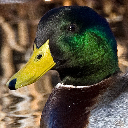 Mallard (Anas platyrhynchos) male
