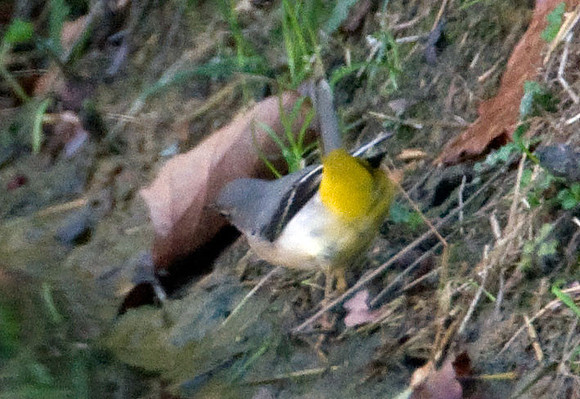 Grey Wagtail (Motacilla cinerea) female