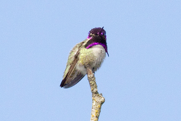 Costa's Hummingbird (Calypte costae)