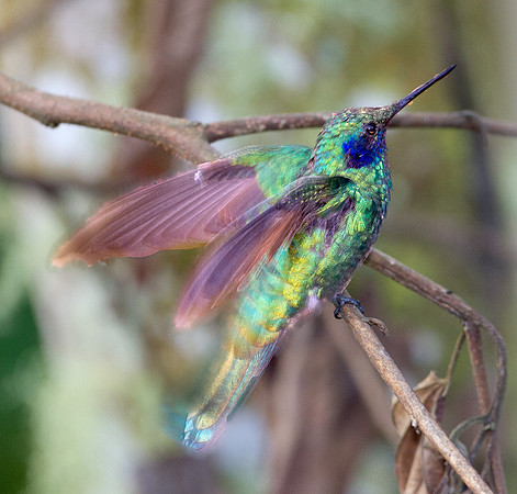 Sparkling Violetear (Colibri coruscans)