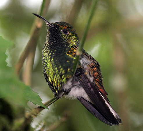 Coppery-headed Emerald (Elvira cupreiceps)
