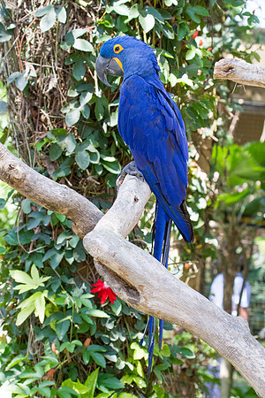 Hyacinth macaw (Anodorhynchus hyacinthinus)