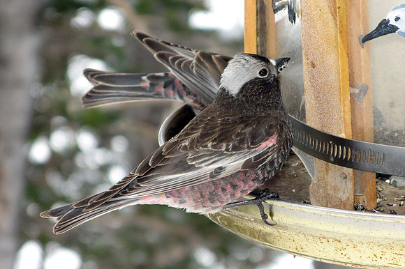 Black Rosy-finch (Leucosticte atrata)